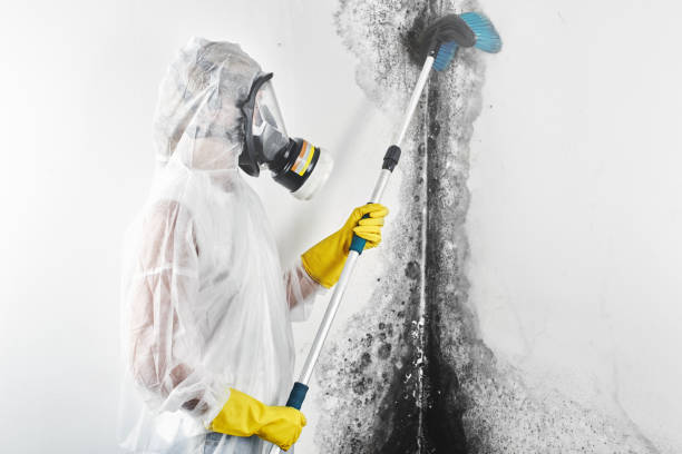  Coeur Dalene, ID Mold Removal Pros